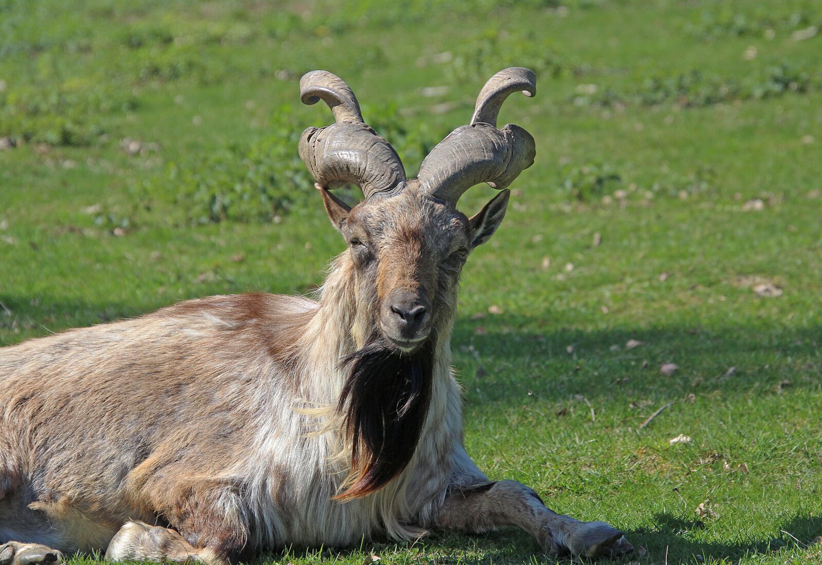 Canon EOS 700D (EOS Rebel T5i / EOS Kiss X7i) sample photo. Screw a goat, bock photography