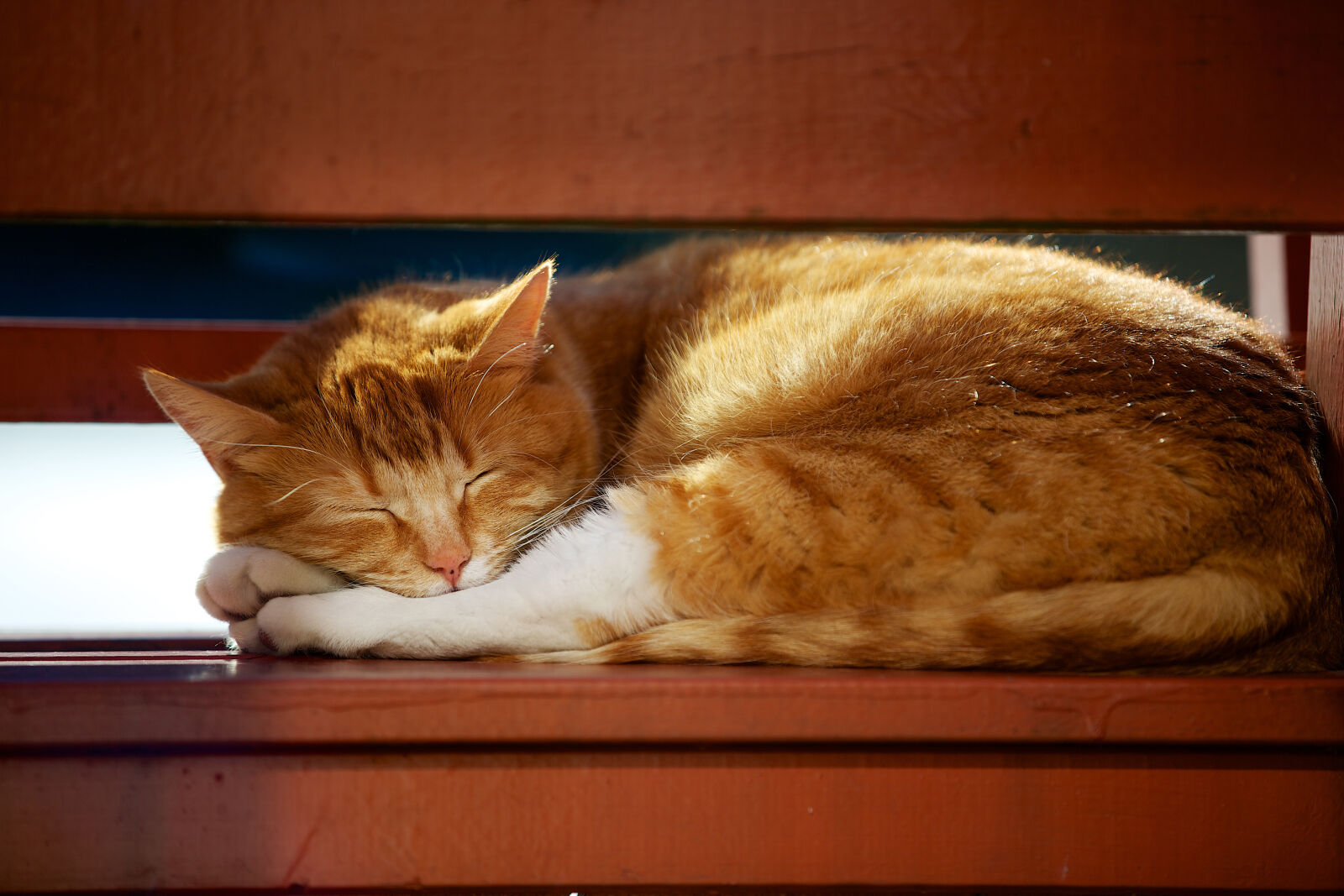 Canon EOS 5D Mark III sample photo. Cat photography