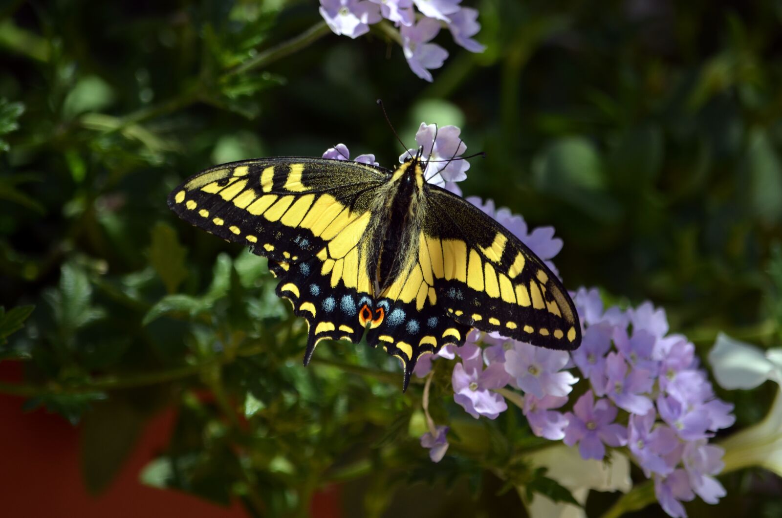 Nikon D5100 sample photo. Butterfly, swallowtail, wings photography