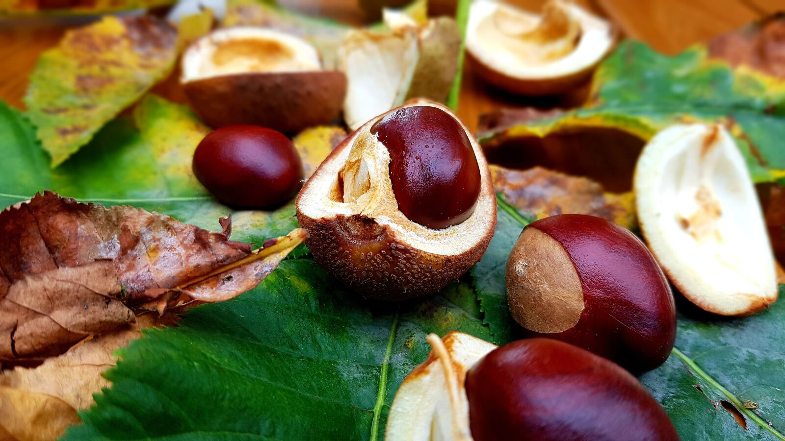 Samsung Galaxy S7 Edge sample photo. Chestnut, horse chestnut, fruiting photography