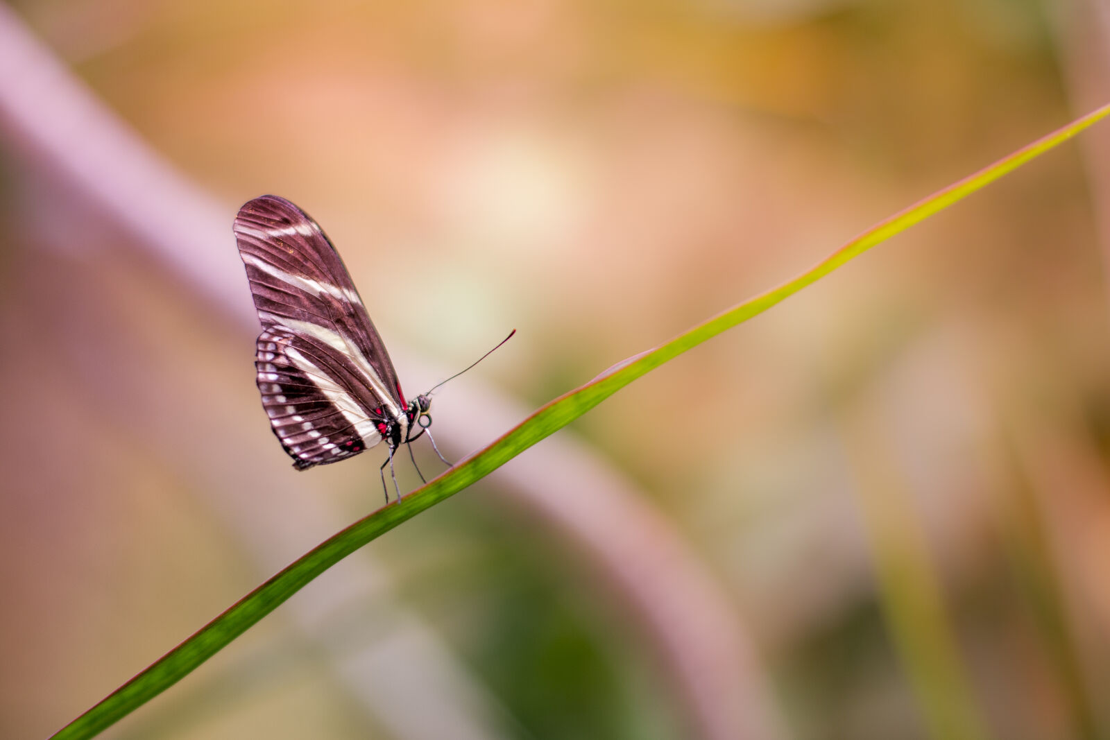 Canon EOS 70D + Canon EF 50mm F1.4 USM sample photo. Nature, animal, bokeh, insects photography