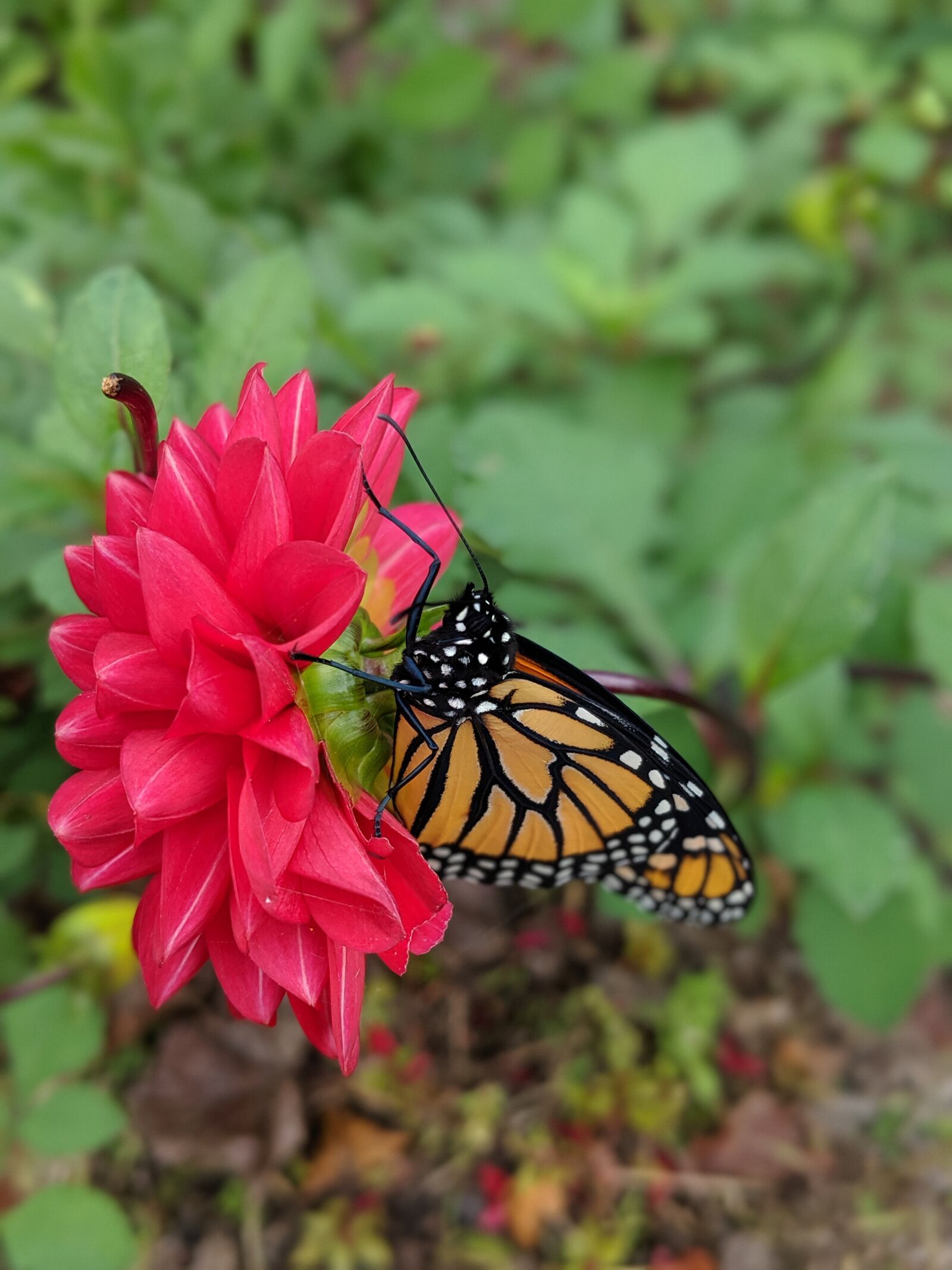 Google Pixel 2 sample photo. Butterfly, monarch, flower photography