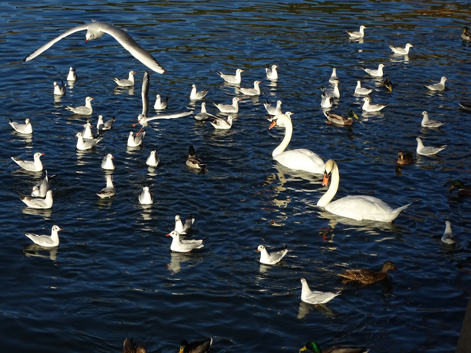 Sony Cyber-shot DSC-HX400V sample photo. Seagulls, swans, ducks photography