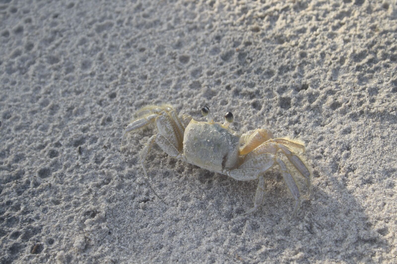 Canon EOS 1000D (EOS Digital Rebel XS / EOS Kiss F) sample photo. Crab, sand, albino photography