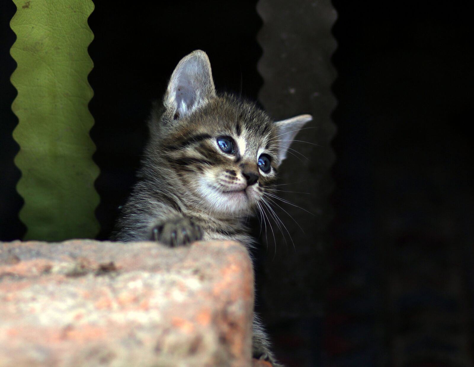 Canon EF 85mm F1.8 USM sample photo. Cat, small, playful photography