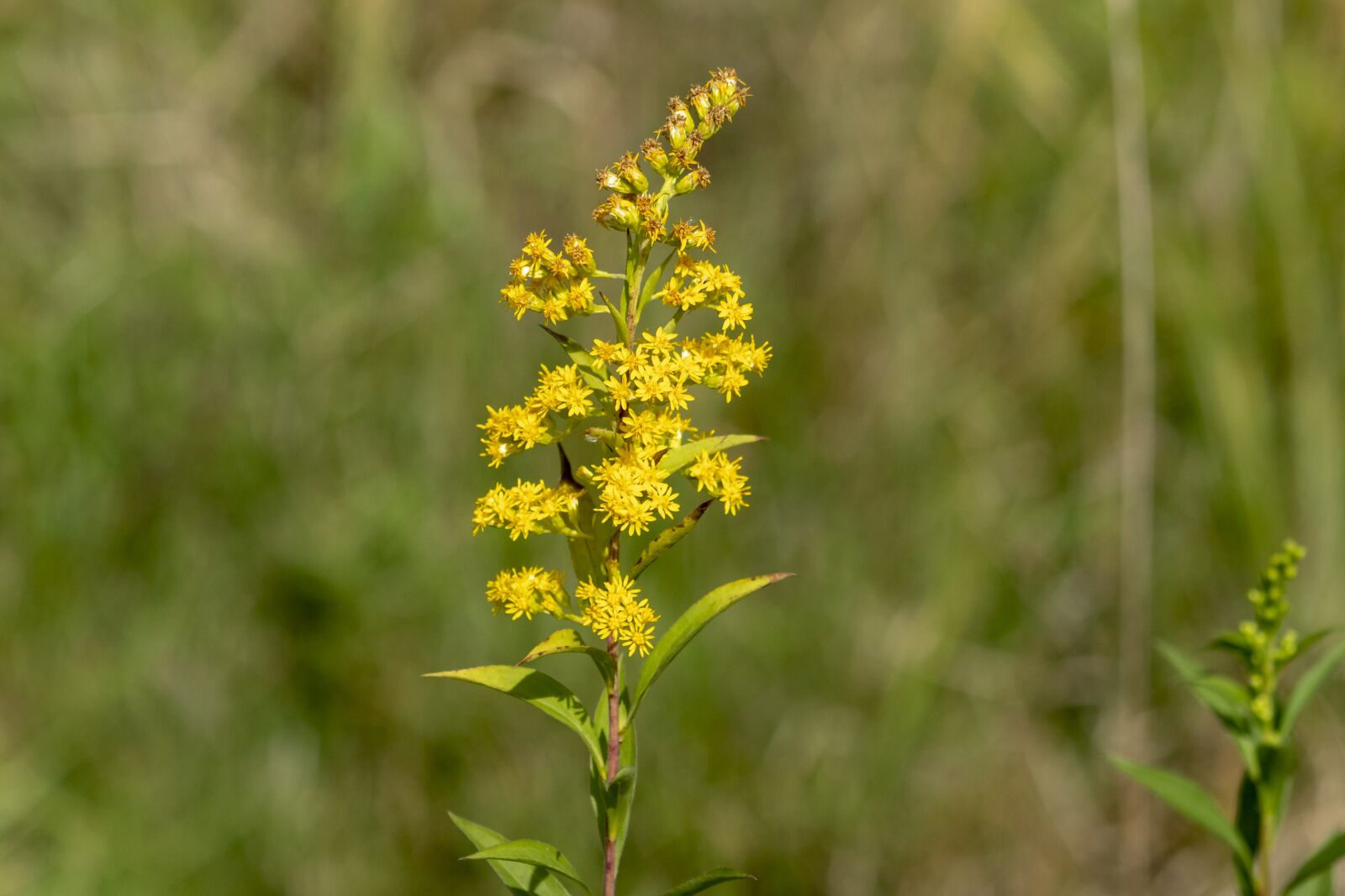 Canon EF75-300mm f/4-5.6 sample photo. Wildflower, meadow flower, flower photography