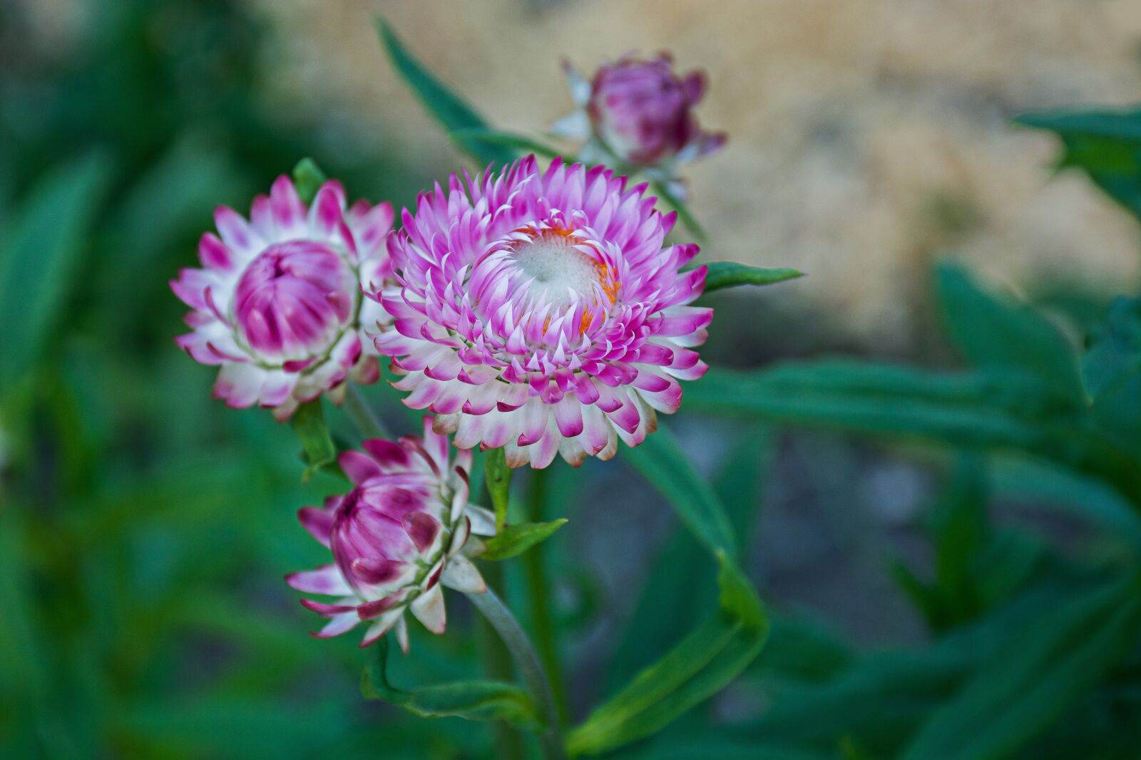 Nikon D7100 sample photo. Summer, grass, flower photography