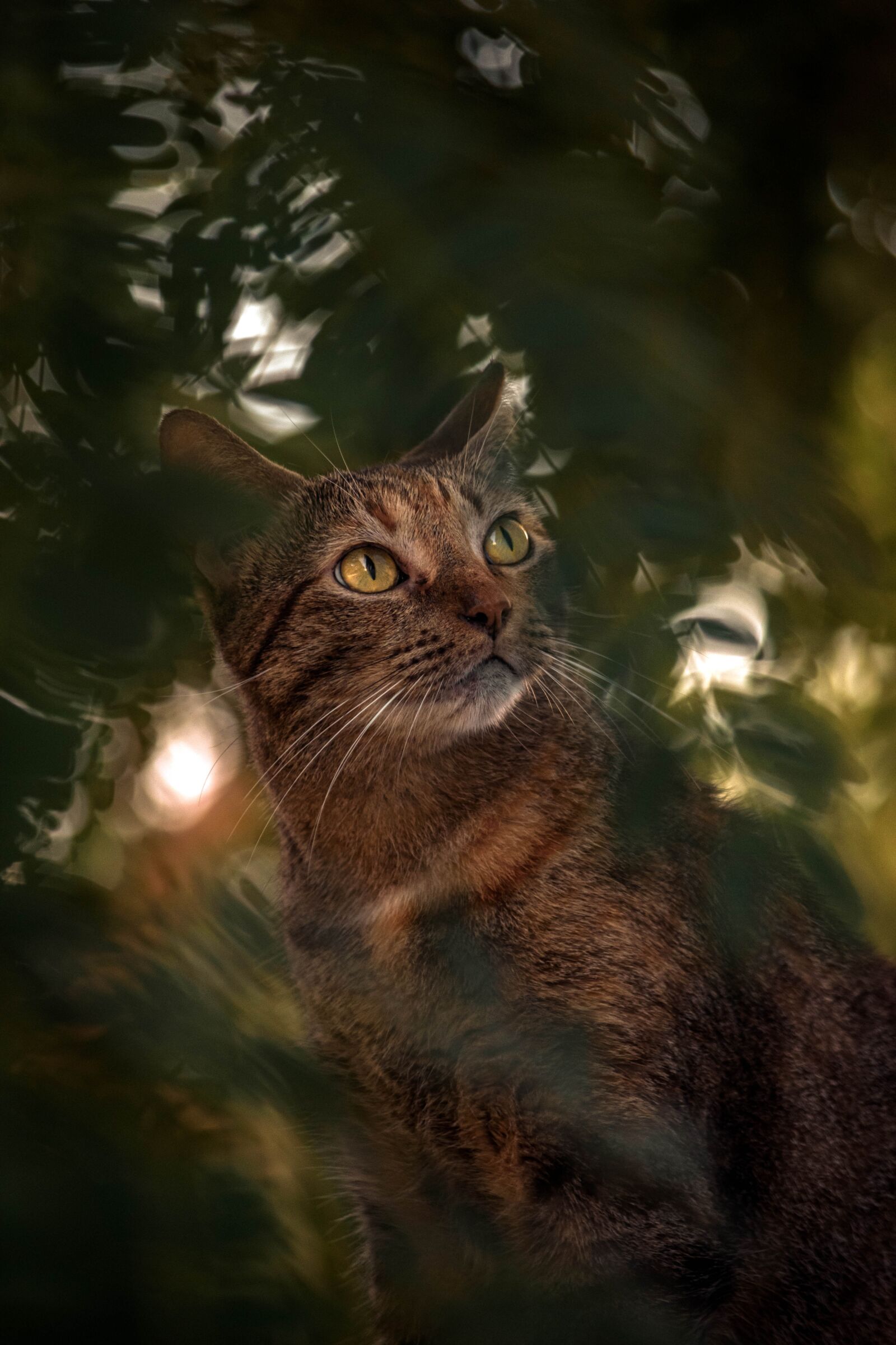 Nikon D5500 sample photo. Cats, pet, kitten photography