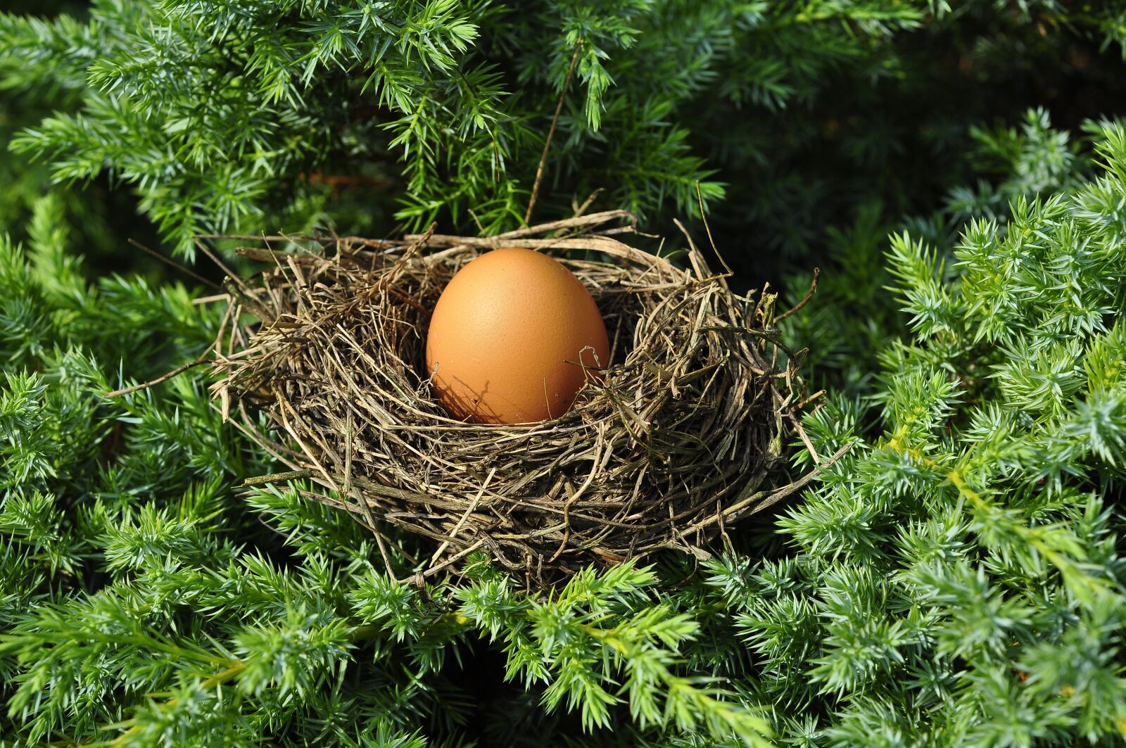 Nikon D90 sample photo. Egg, socket, full photography