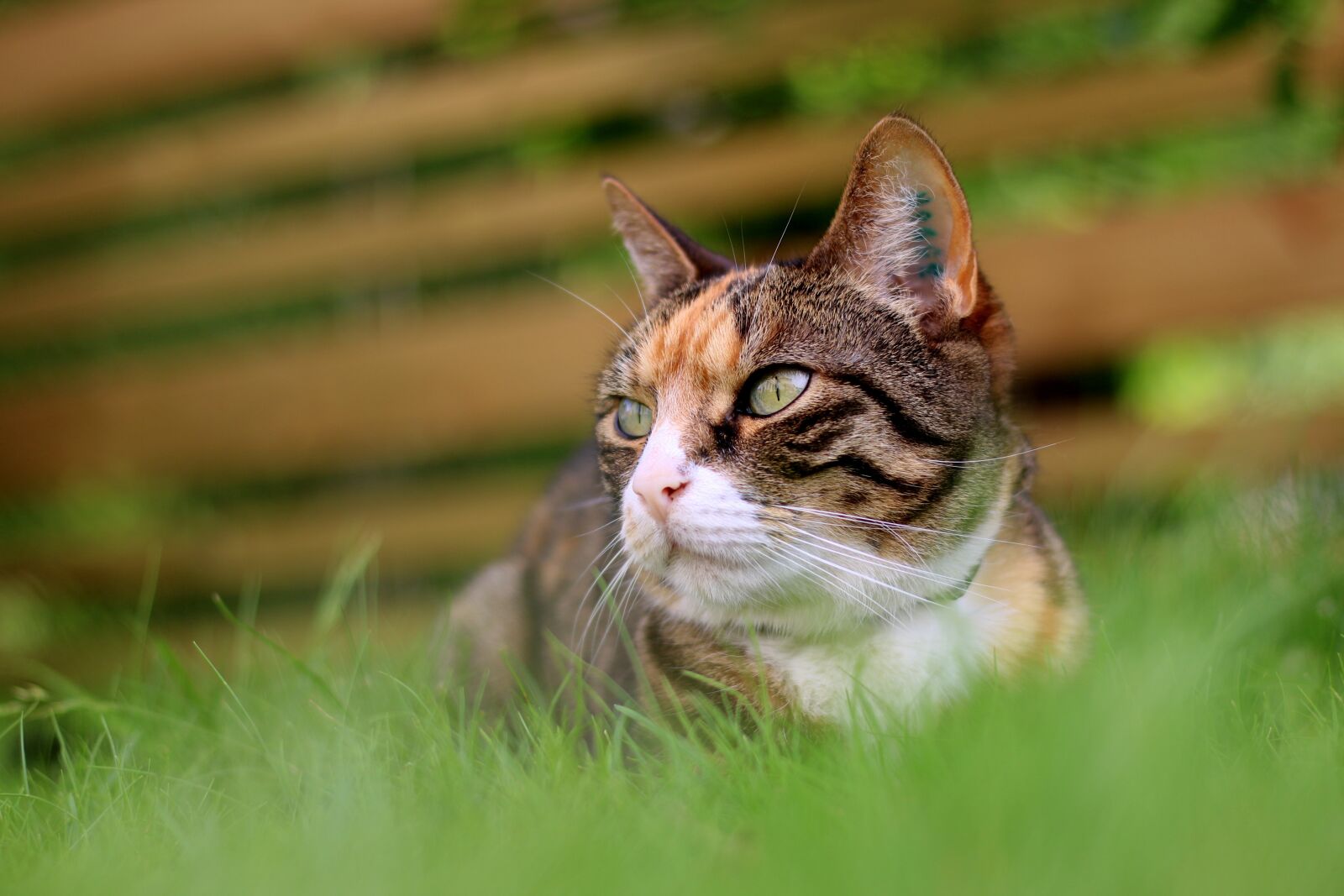 Canon EOS 70D + Canon EF 50mm F1.8 STM sample photo. Cat, rest, grass photography