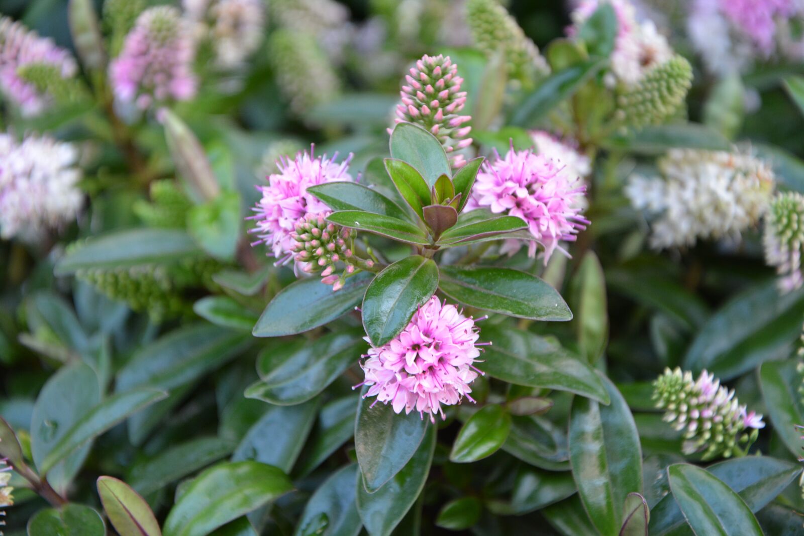 Nikon D5200 sample photo. Flower, pink flowers, green photography