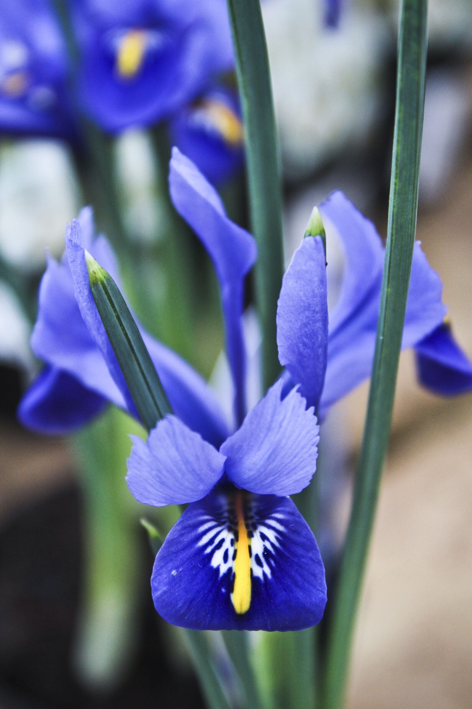 Canon EOS 1300D (EOS Rebel T6 / EOS Kiss X80) sample photo. Iris, spring flowers, blue photography