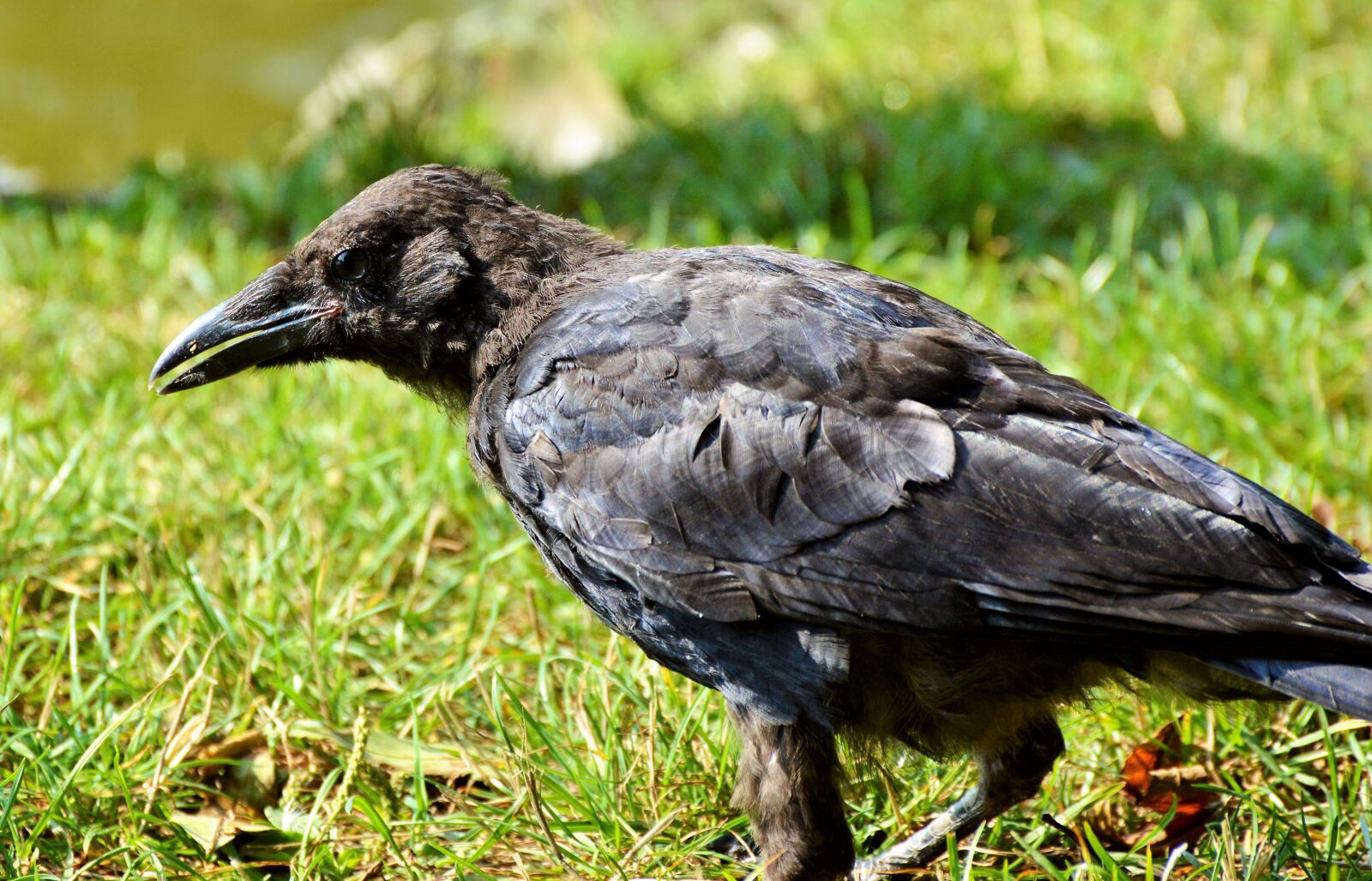 Nikon D3200 sample photo. Raven, raven bird, carrion photography
