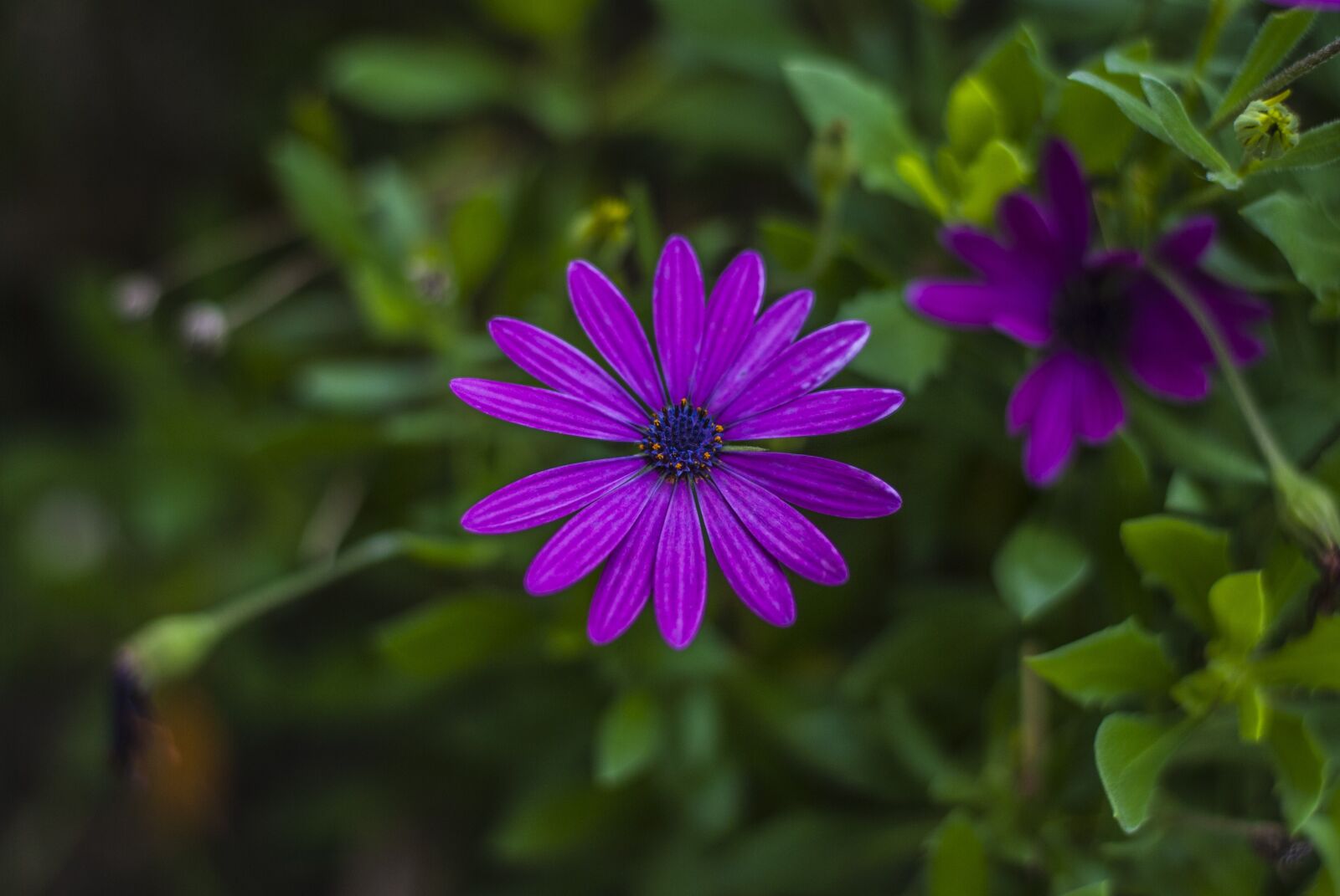 Nikon D60 sample photo. Flower, beautiful, nature photography