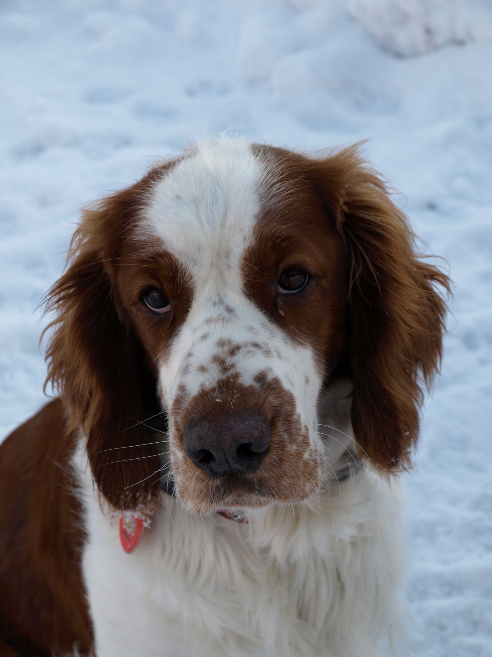 Olympus E-410 (EVOLT E-410) sample photo. The welsh springer spaniel photography