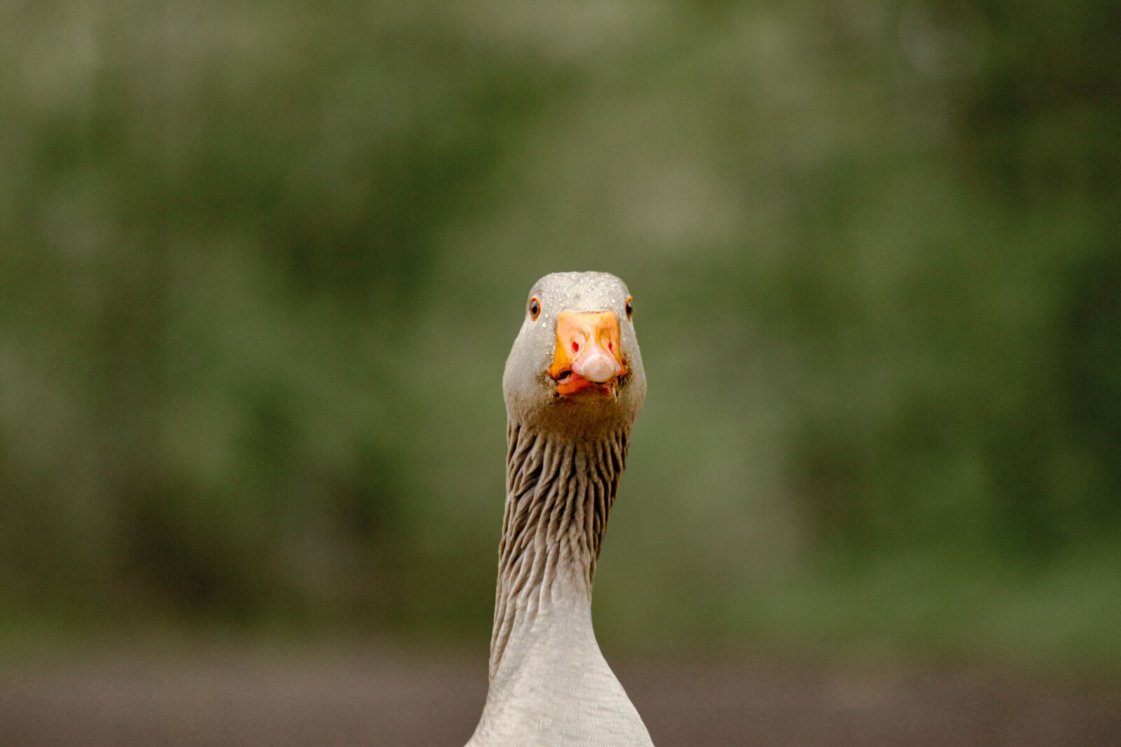 Canon EOS 500D (EOS Rebel T1i / EOS Kiss X3) + Canon EF 70-200mm F4L USM sample photo. Greylag goose, wildlife, nature photography