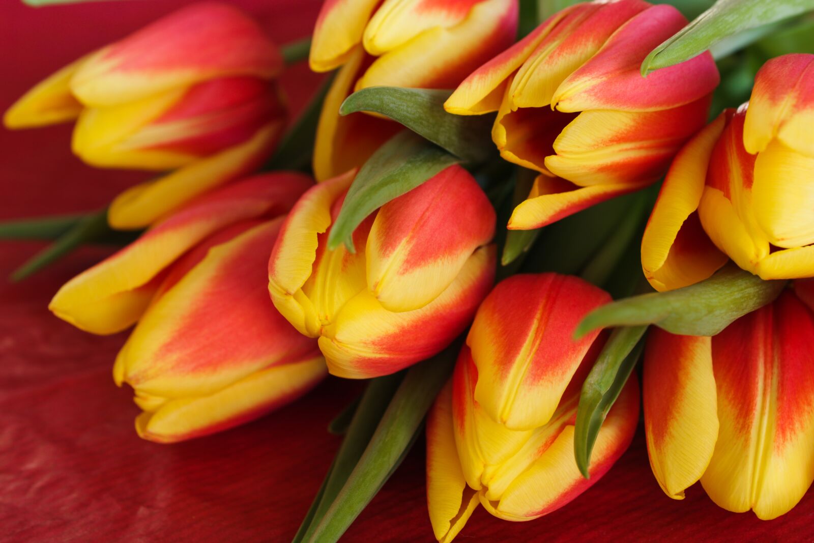 Canon EOS 2000D (EOS Rebel T7 / EOS Kiss X90 / EOS 1500D) sample photo. Tulips, green flower, nature photography