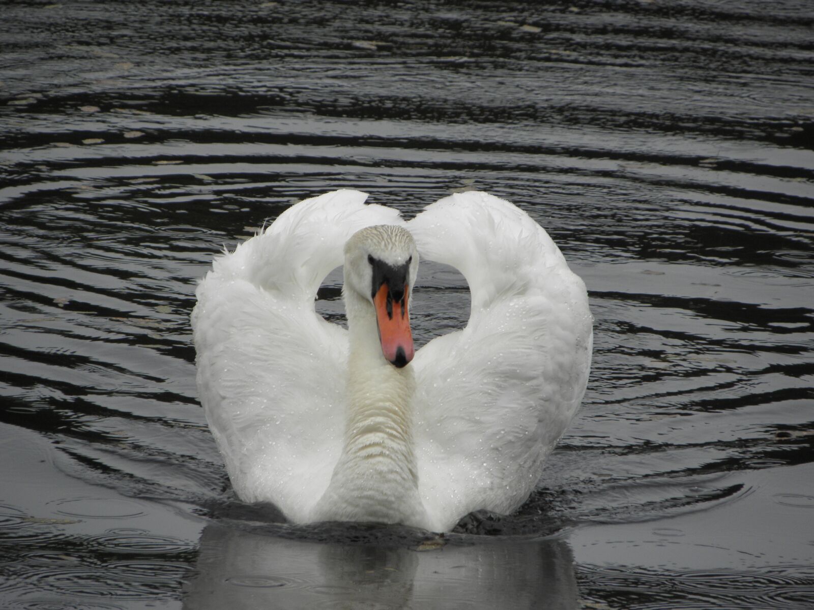 Olympus SP590UZ sample photo. Bird, swan, lake photography