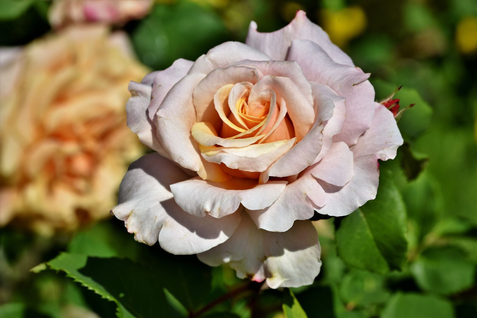Nikon D7200 sample photo. Rose, rose bloom, garden photography