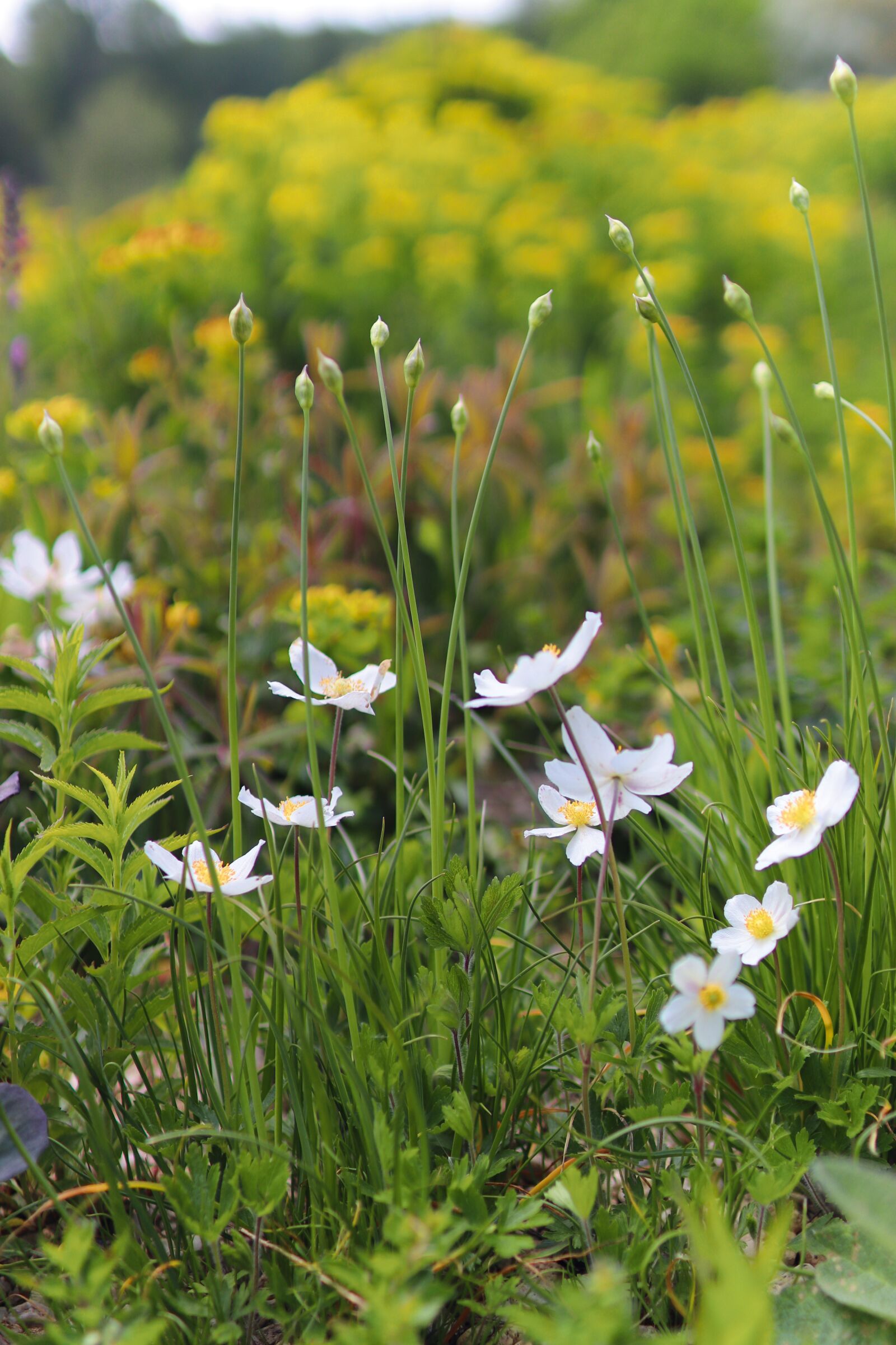 Canon EOS 77D (EOS 9000D / EOS 770D) sample photo. Anemone japanese, flower, white photography