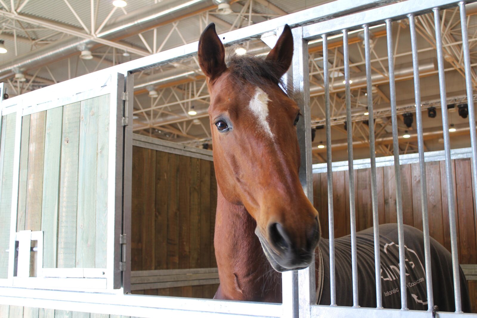 Canon EOS 1100D (EOS Rebel T3 / EOS Kiss X50) sample photo. Horse, animal, head photography