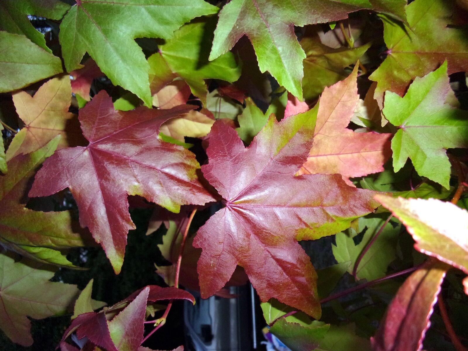 JK KODAK PIXPRO FZ53 sample photo. Autumn, leaves, colorful photography