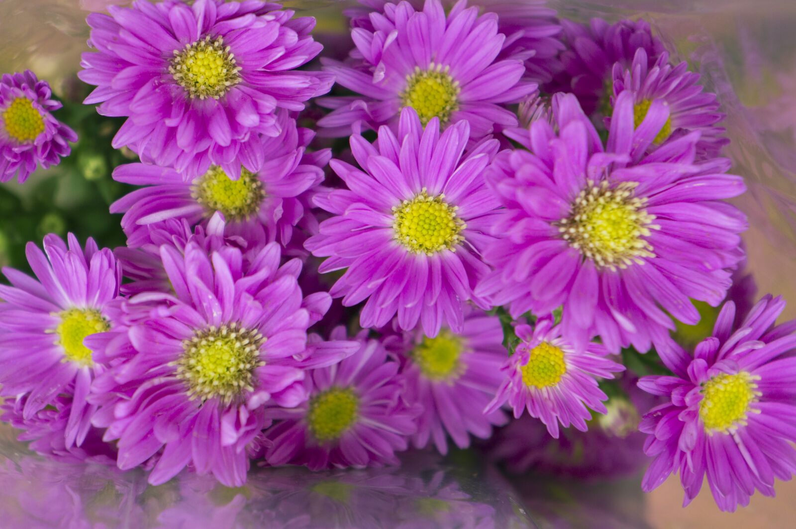 Sony Alpha NEX-F3 + Sony E 18-55mm F3.5-5.6 OSS sample photo. Heather, pink purple, petal photography