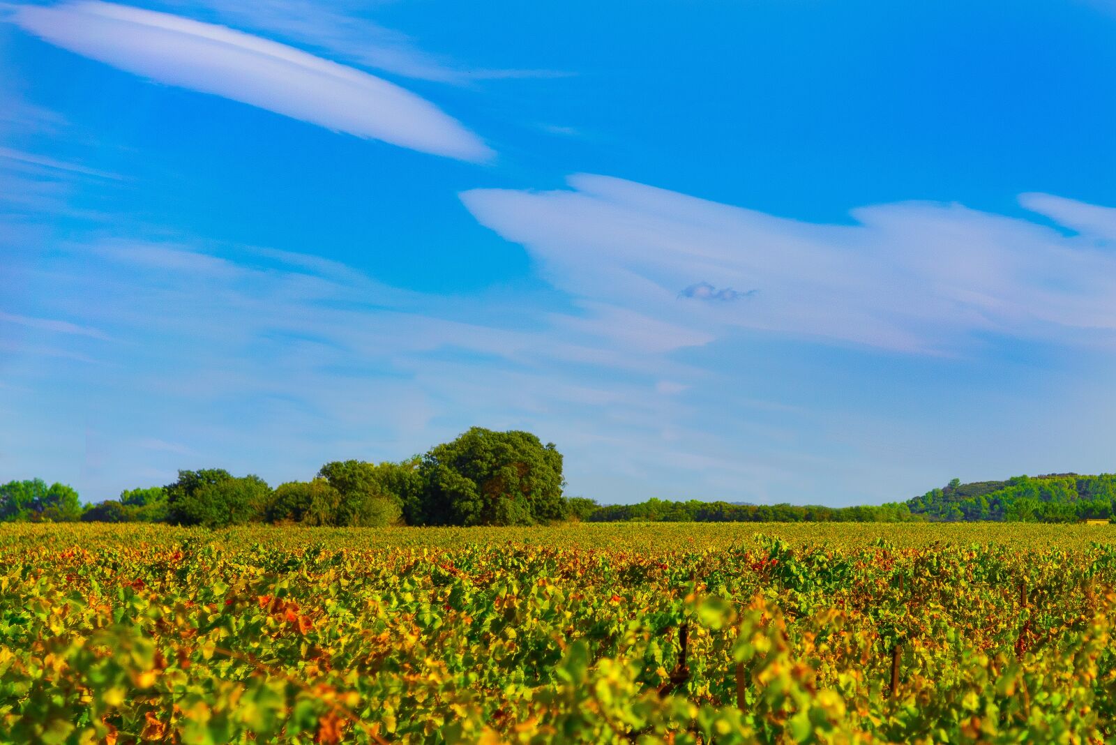 Nikon D750 sample photo. Vines, fall, vineyard photography