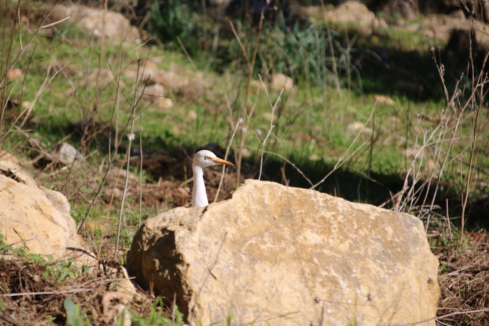Canon EOS 750D (EOS Rebel T6i / EOS Kiss X8i) + Canon TS-E 90mm F2.8 Tilt-Shift sample photo. Bird, hiding, peeking photography