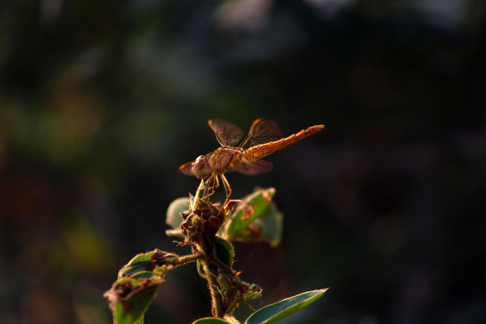 Canon EOS 700D (EOS Rebel T5i / EOS Kiss X7i) sample photo. Dragonfly, flight, transparent photography