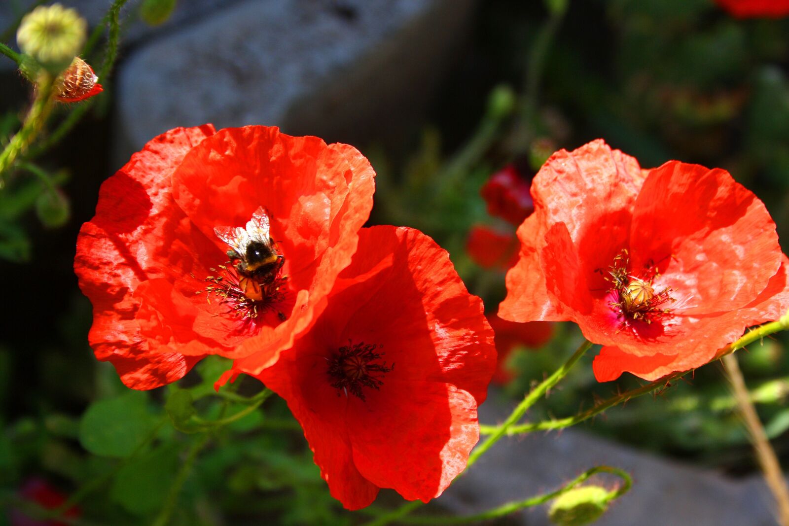 Canon EOS 1000D (EOS Digital Rebel XS / EOS Kiss F) sample photo. Flower, nature, plant photography