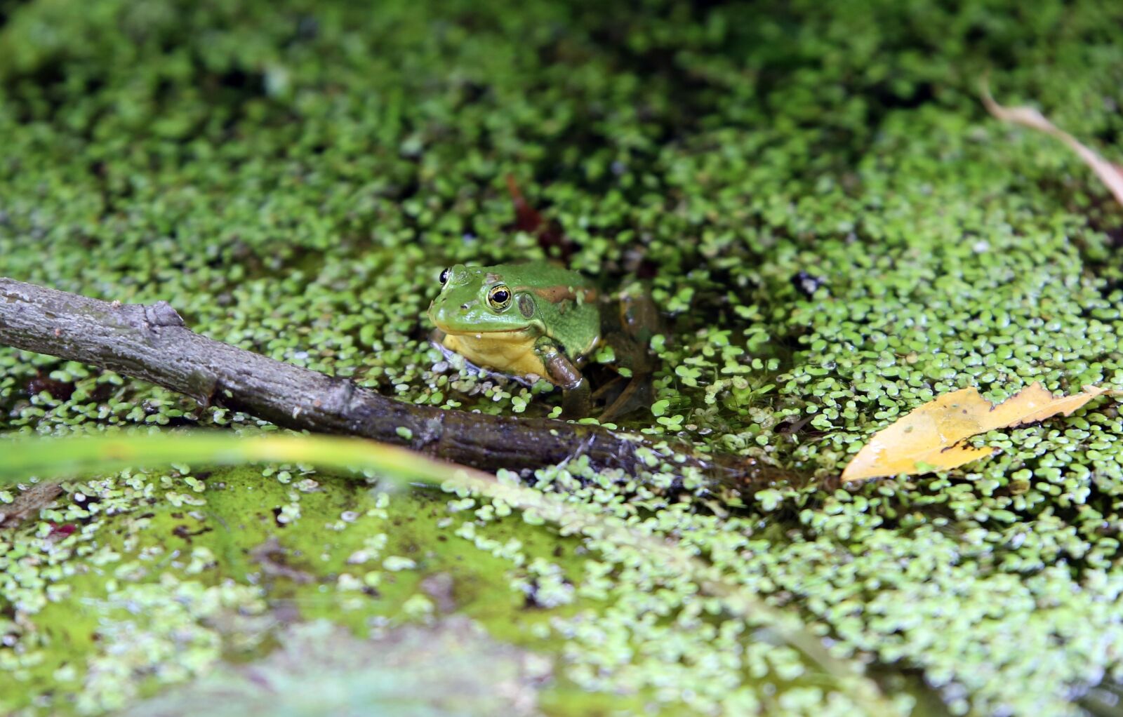 Canon EOS 6D sample photo. Tree frogs, nature, frog photography