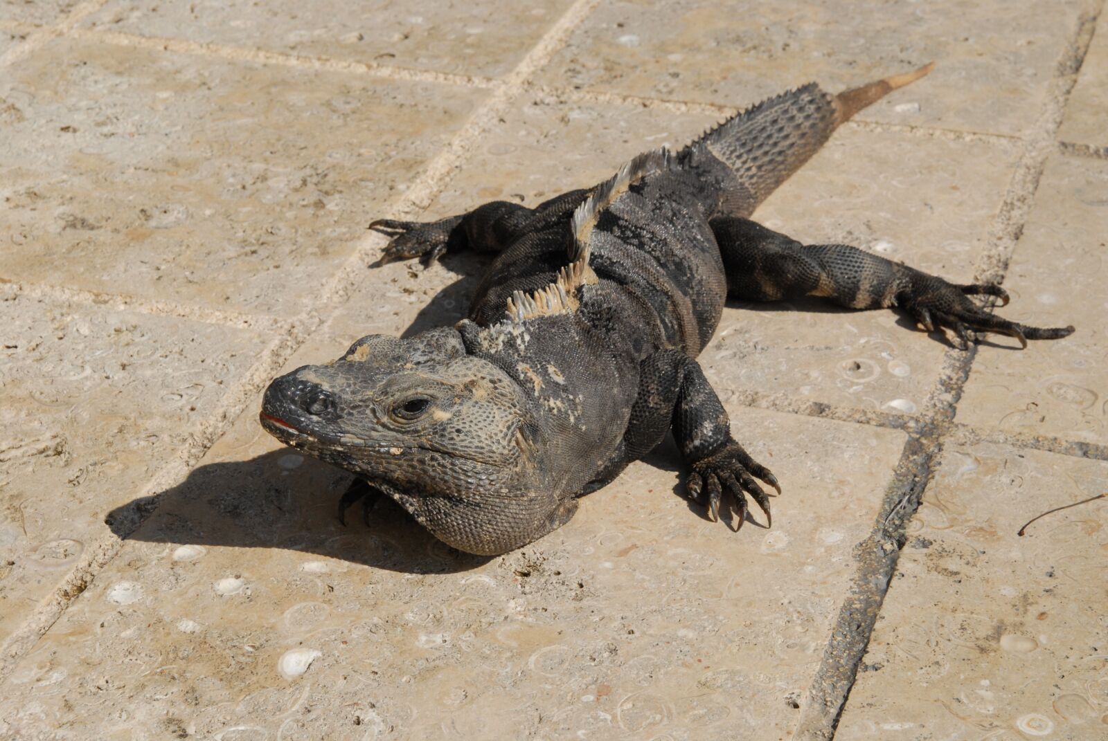 Nikon D200 sample photo. Mexico, vacations, cancun photography