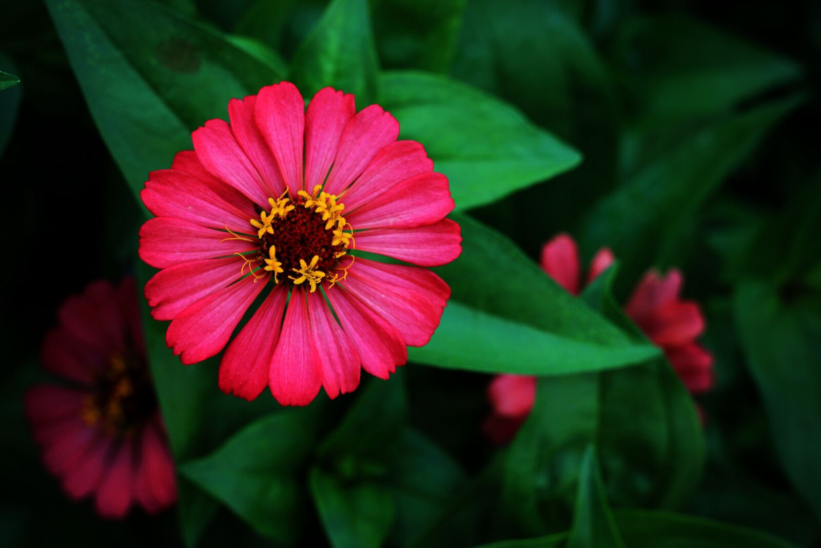 Canon EOS 600D (Rebel EOS T3i / EOS Kiss X5) + Canon EF 50mm F1.8 STM sample photo. Flower, petals, anthers photography