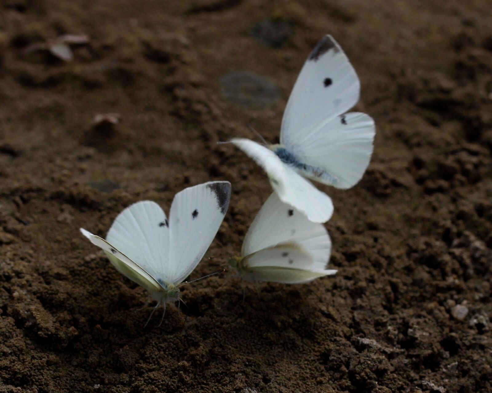 Canon EF-S 60mm F2.8 Macro USM sample photo. Butterfly, white, roi photography