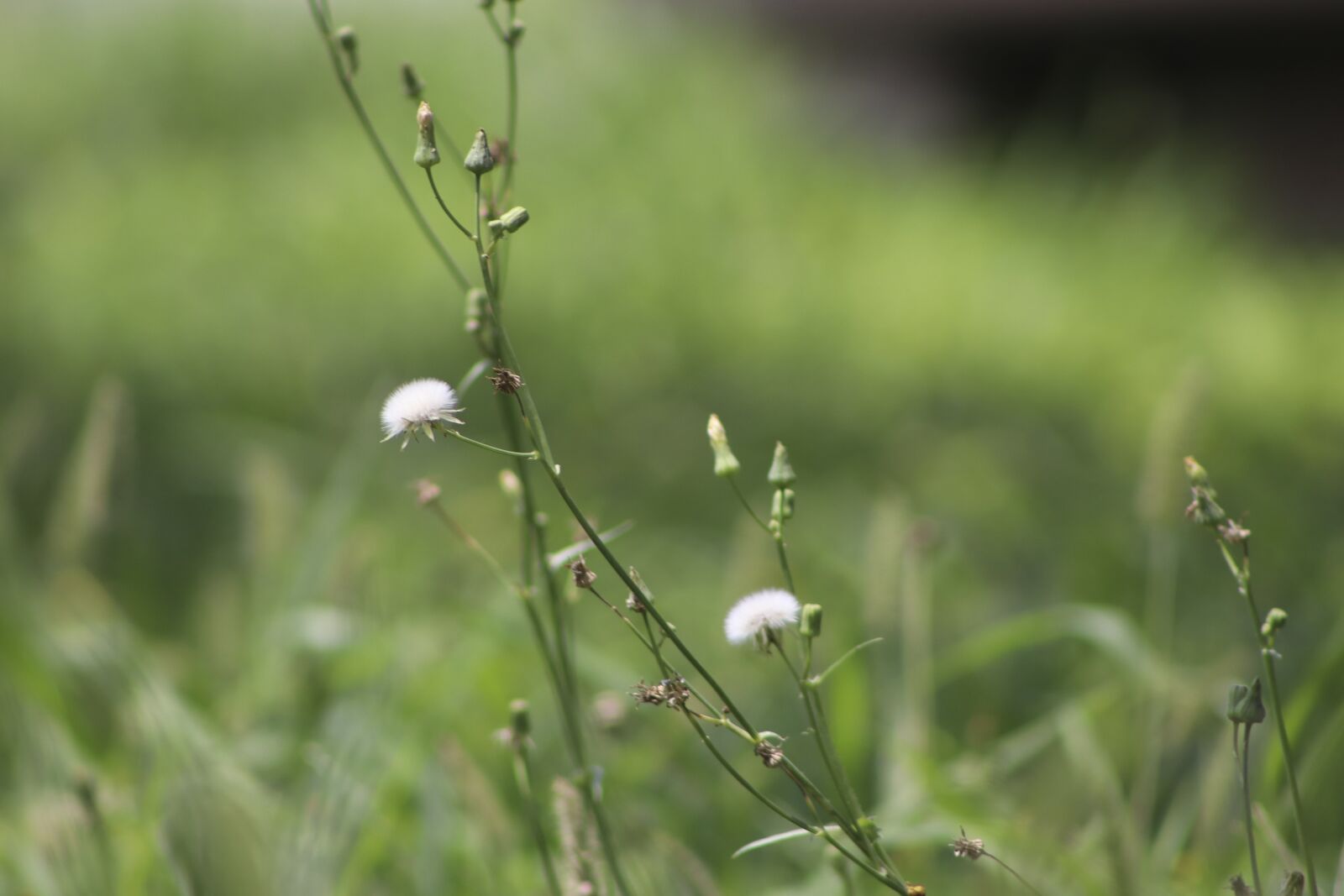 Canon EF-S 18-135mm F3.5-5.6 IS USM sample photo. Green, plant, flower photography
