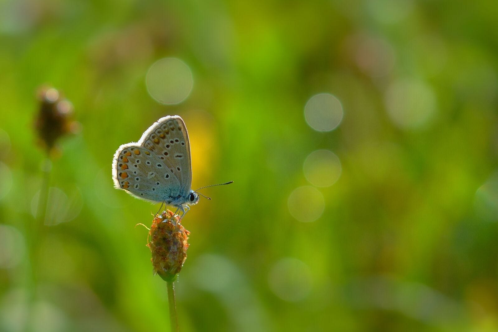 Nikon D5200 sample photo. Butterfly, common blue, meadow photography
