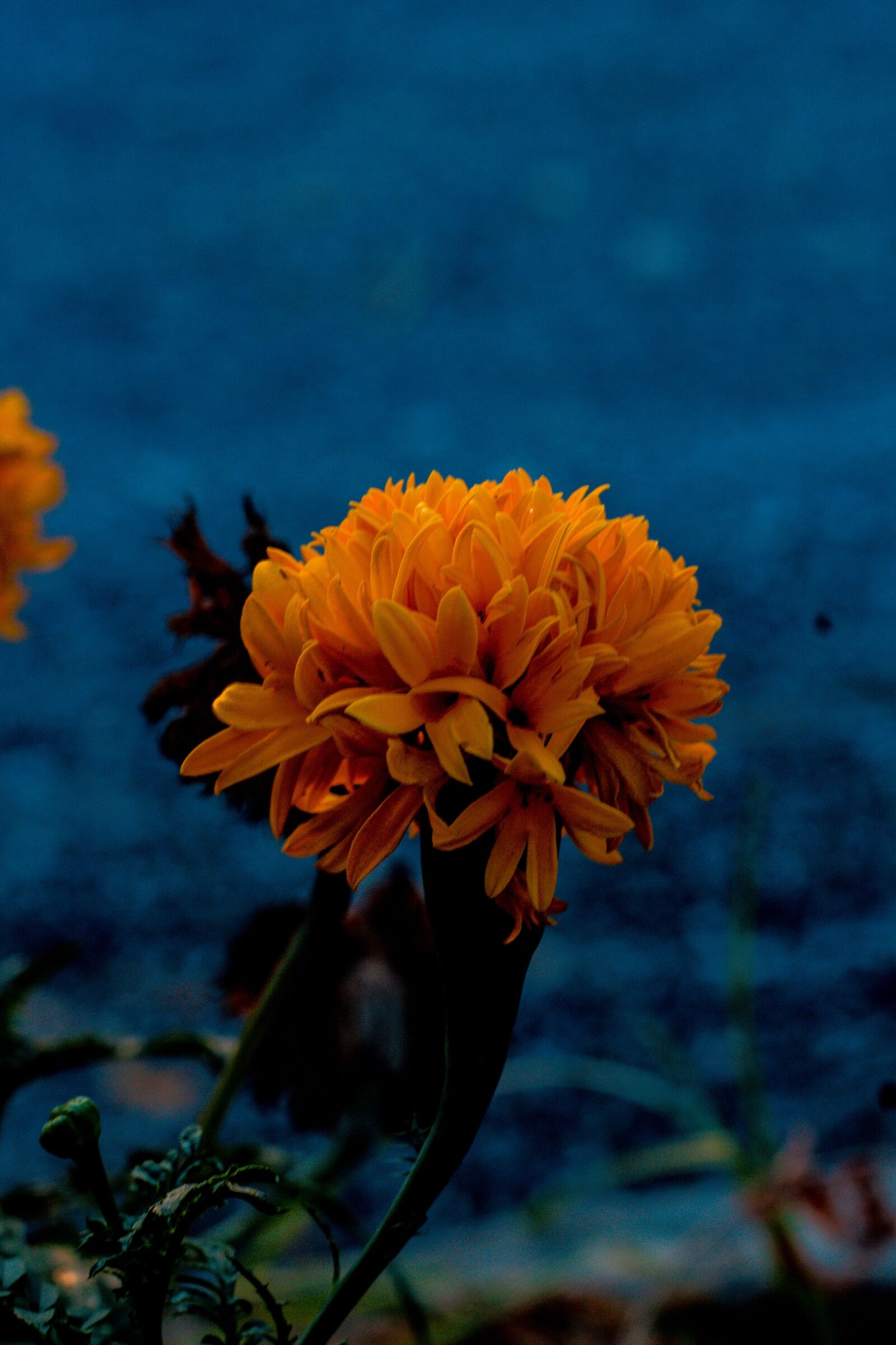 Canon EOS 700D (EOS Rebel T5i / EOS Kiss X7i) + Canon EF 50mm F1.8 STM sample photo. Marigold, flowers, marigold flower photography