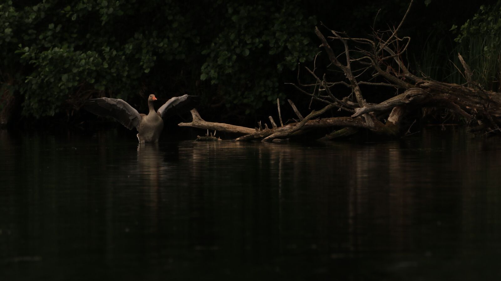 150-600mm F5-6.3 DG OS HSM | Contemporary 015 sample photo. Goose, wing, shadow photography