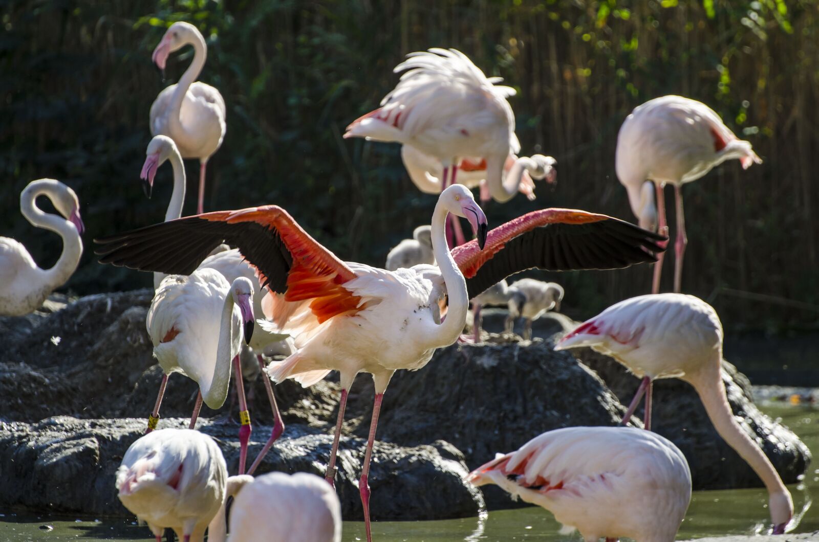 Nikon D7000 sample photo. Flamingo, vienna, schönbrunn photography