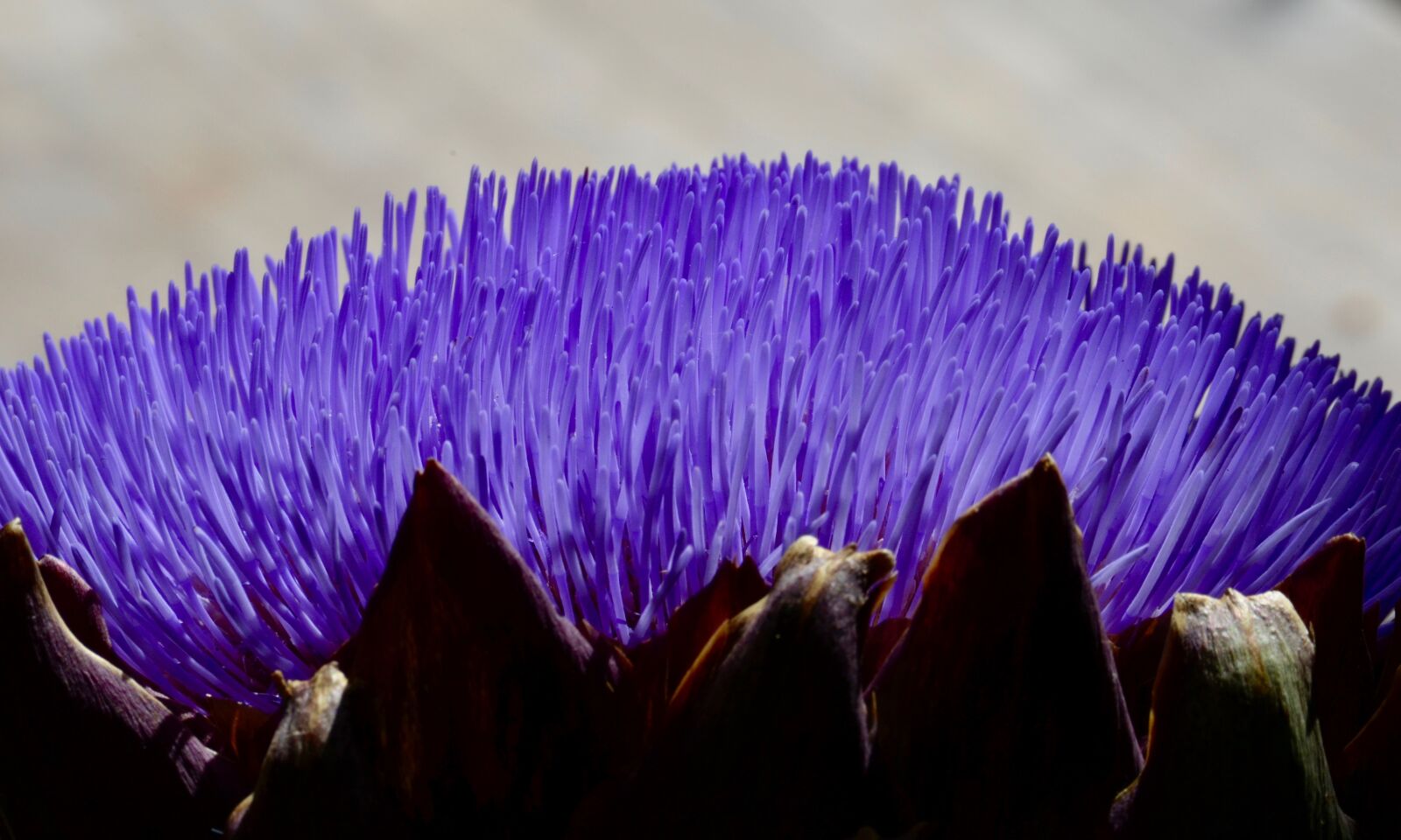 Nikon D5100 sample photo. Artichoke, blossom, bloom photography