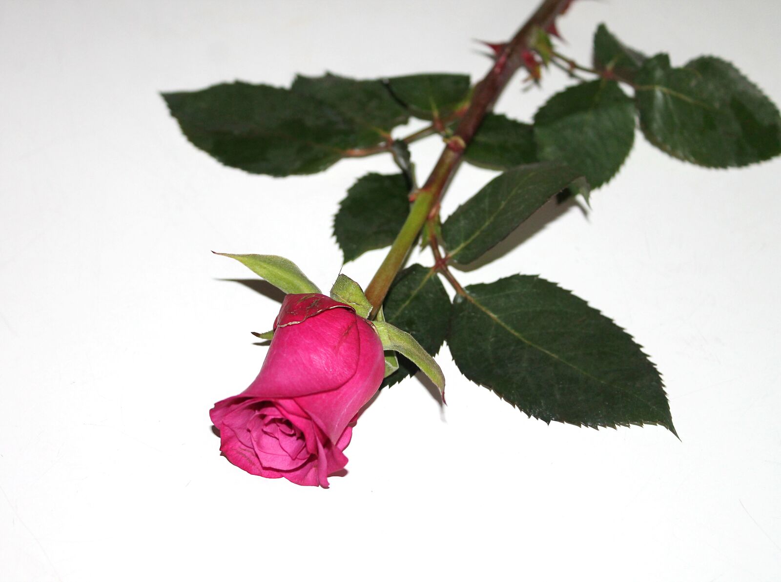 Canon EOS 1100D (EOS Rebel T3 / EOS Kiss X50) sample photo. Rose, red, flowers photography