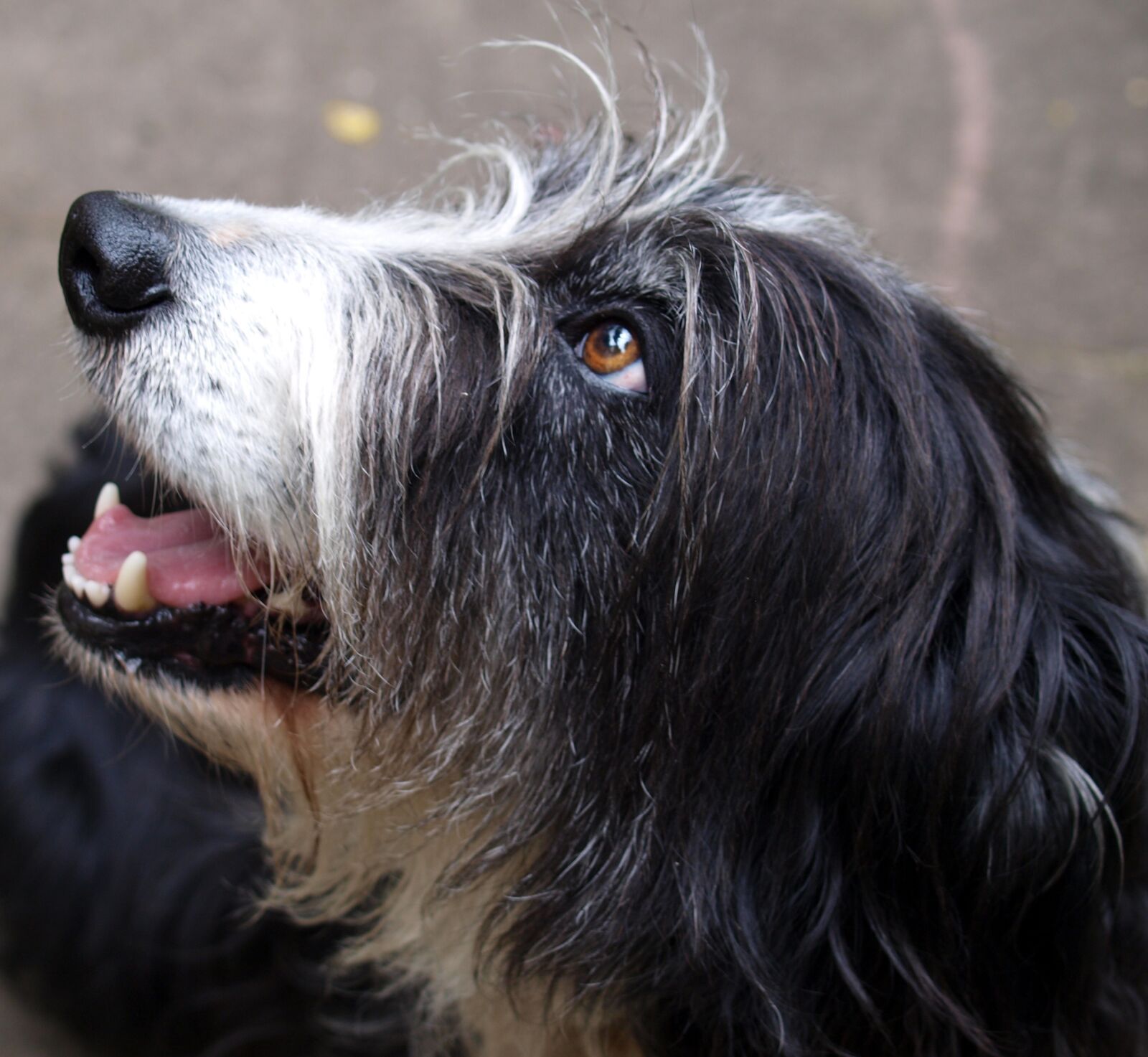 Olympus E-520 (EVOLT E-520) sample photo. Dog, animal, mammal photography