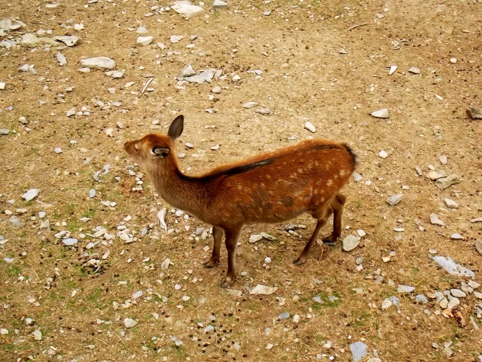 Fujifilm FinePix S2995 sample photo. Deer, animal, animals photography