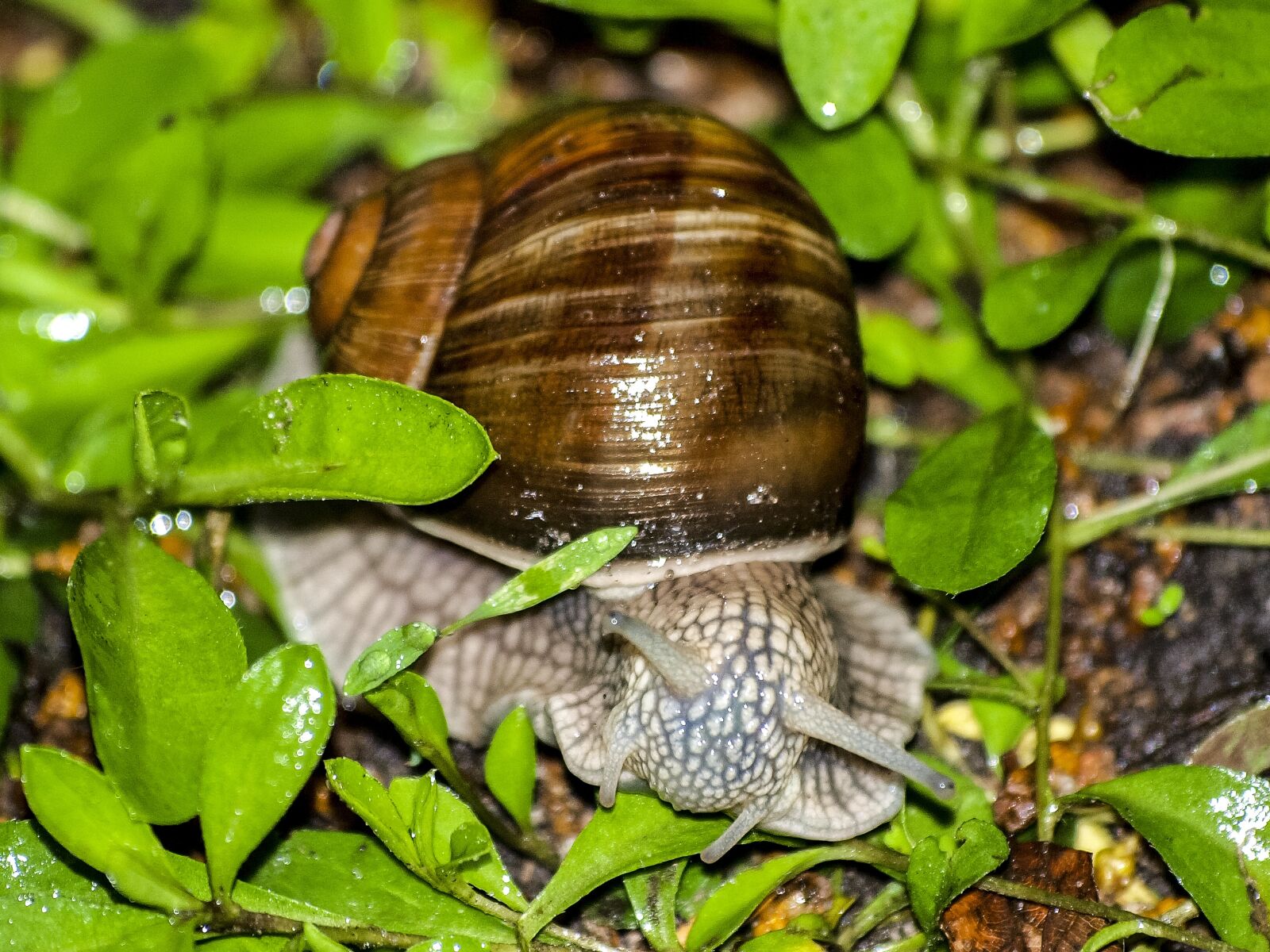 Olympus E-3 sample photo. Snail, reptile, animal photography