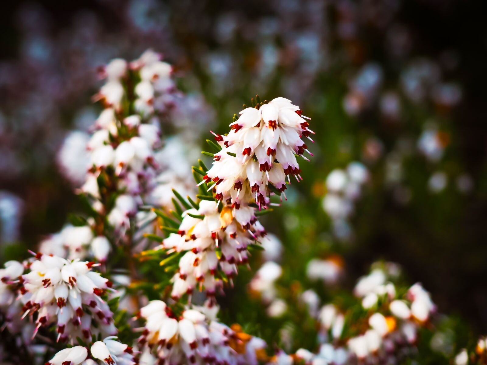 Olympus OM-D E-M10 sample photo. Erika, snow heath, flowers photography