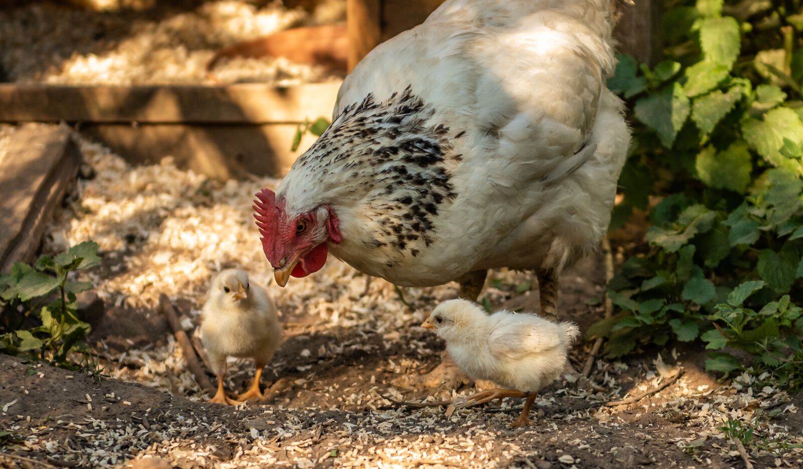 Nikon D750 sample photo. Animals, chicks, mother hen photography