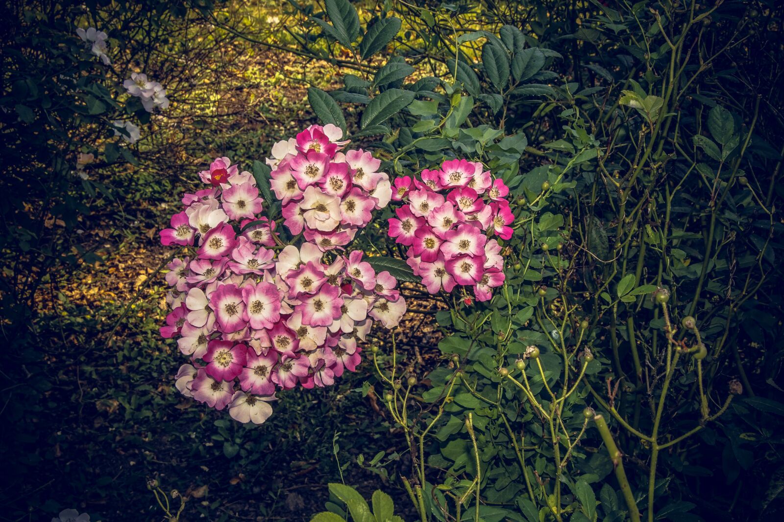 Sony ILCA-77M2 sample photo. Rose, blossom, bloom photography