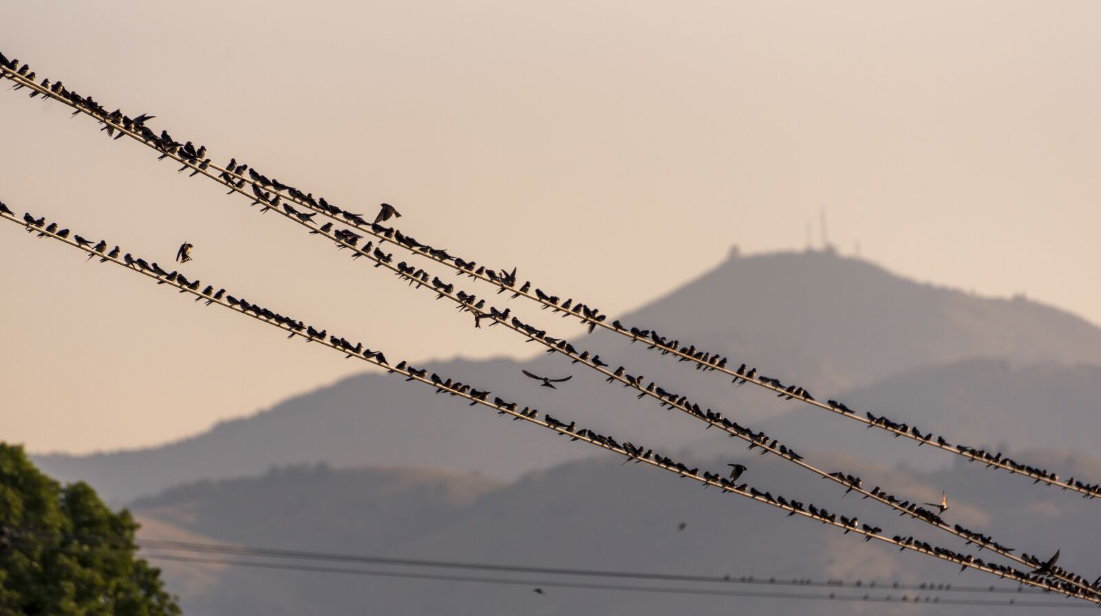 Nikon D750 sample photo. Swallows, birds, migration photography