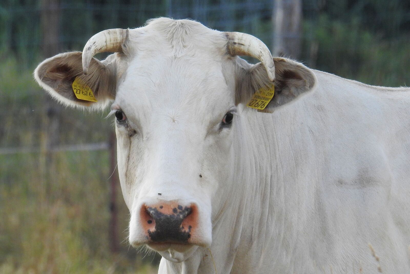 Nikon Coolpix P900 sample photo. Cow, beef, pasture photography